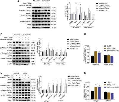 Berberine stimulates lysosomal AMPK independent of PEN2 and maintains cellular AMPK activity through inhibiting the dephosphorylation regulator UHRF1